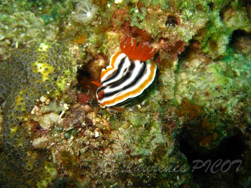 Chromodoris magnifica.JPG - Philippines - les visayas